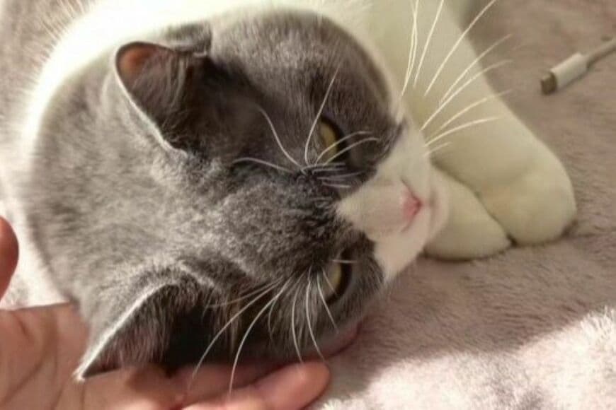 「飼い主の手にスリスリ」からのコテン…　甘え上手な猫に「本当に気持ちよさそう」