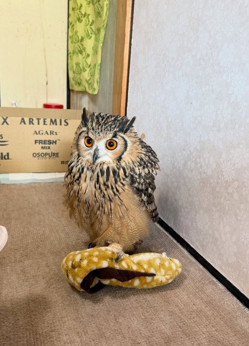 出所：@ba_chantolatte