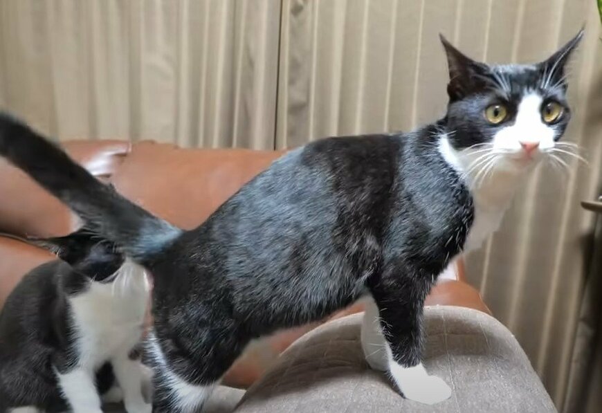 出所：@PastelCatWorld