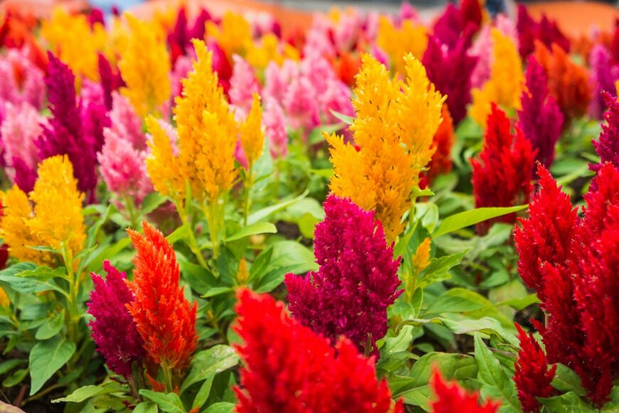 AfriramPOE/shutterstock.com