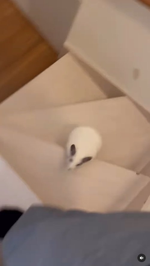 出所：＠ohagitopapa