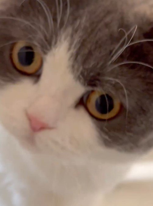 出所：@omochiomoching