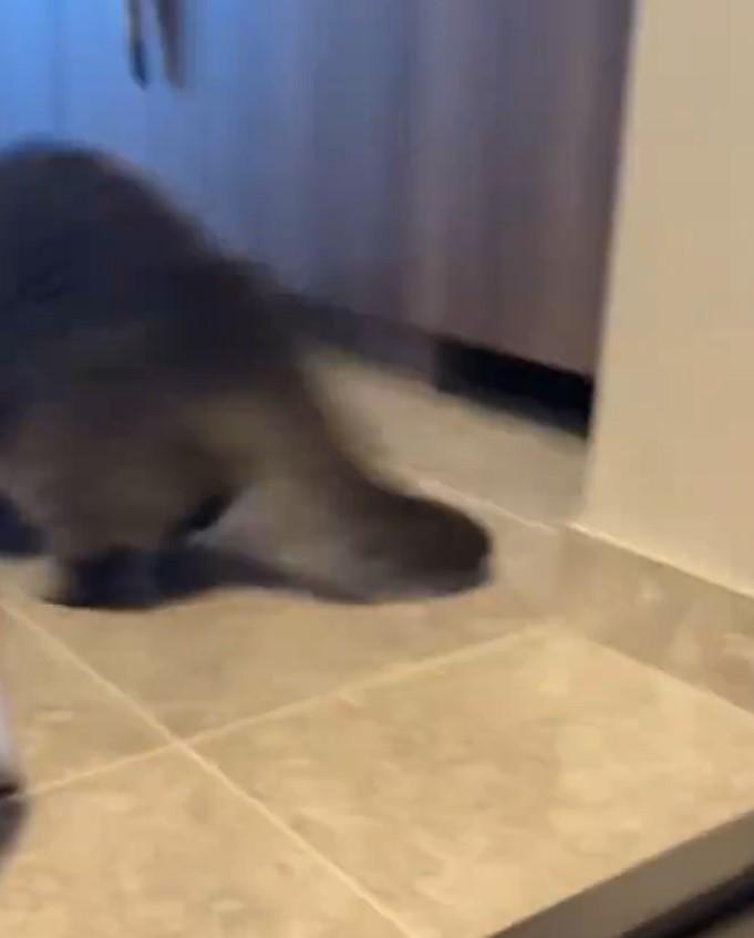 出所：@himaritomugi