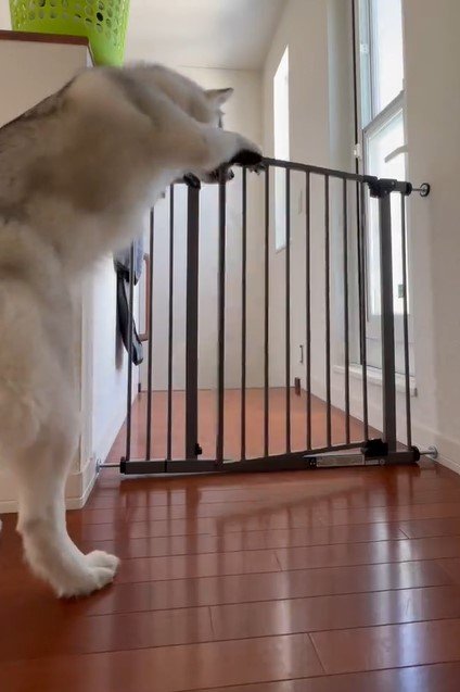 出所：@Livewithhusky