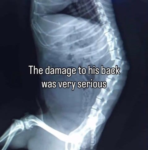 レントゲンに写った悲惨な状況...大型犬に襲われ背骨を骨折した子犬が奇跡の復活！