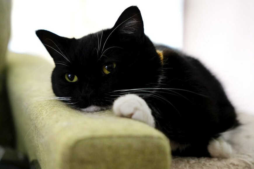 冬スタイルになった猫　もこもこした素材のマフラーを着用した姿がかわいすぎる…