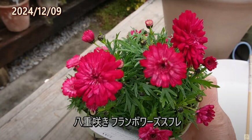 出所：@ohanachannel30