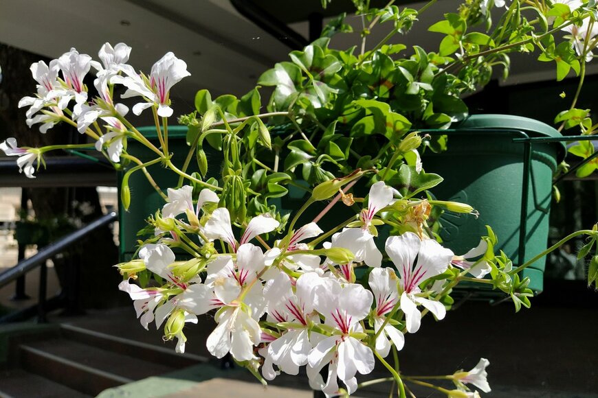 Karjalainen/Shutterstock.com