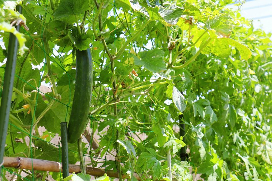 Yusuke Ide/istockphoto.com