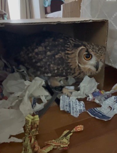 出所：@miracle_meg