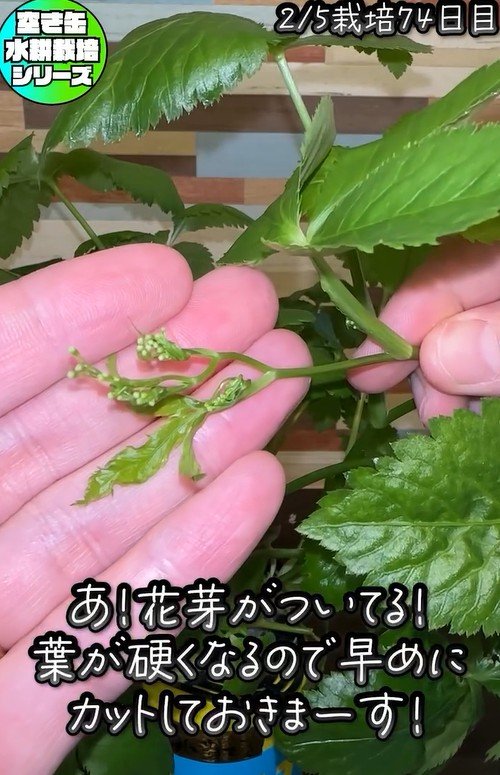 出所：@mikanbo_ya19_87