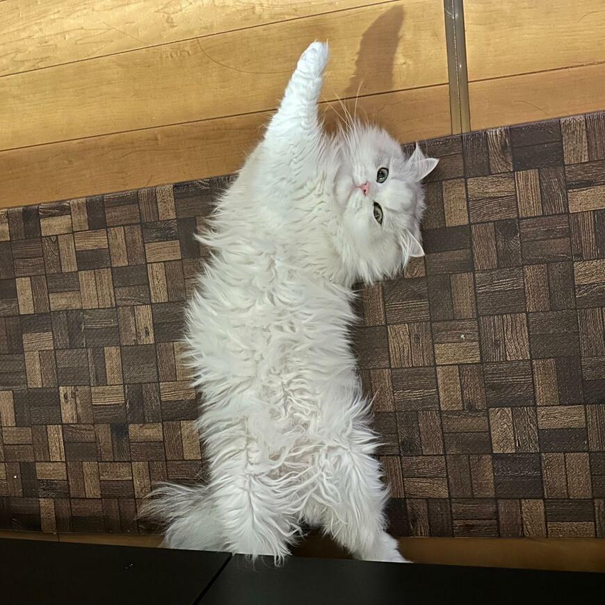 出所：@NEKOLAND13