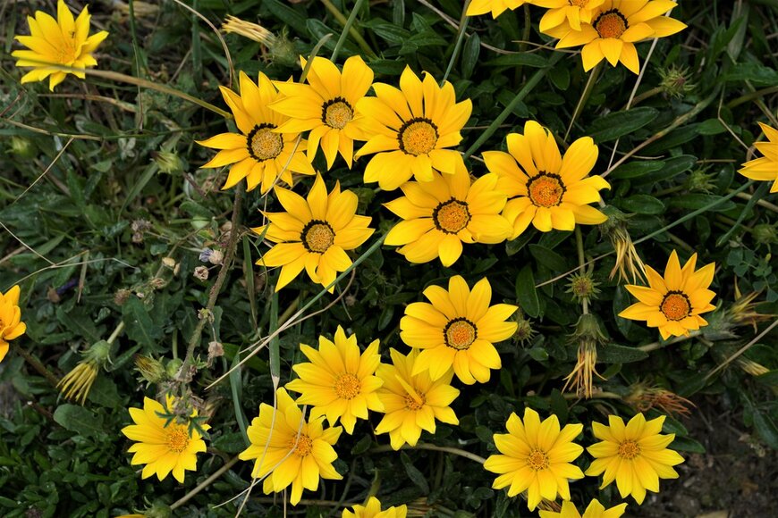 goumi/Shutterstock.com