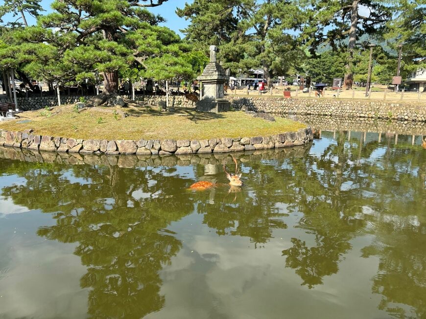 鹿の珍しい姿に反響続々