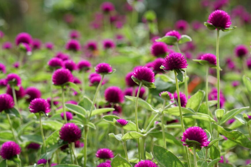 Doikanoy/shutterstock.com