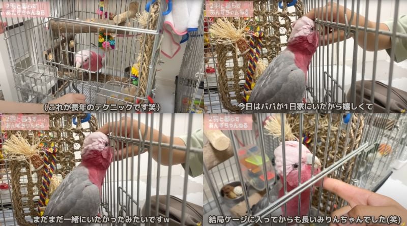 出所：@anz_omomiri