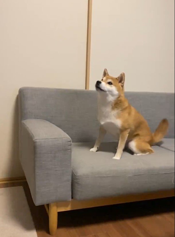 出所：@ohirune190303