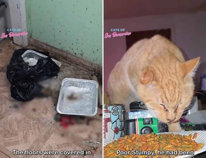 出所：@catsofsanbernardino