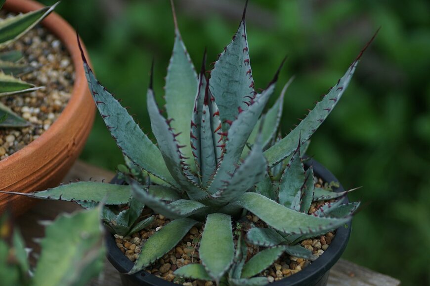 Phanneko/Shutterstock.com