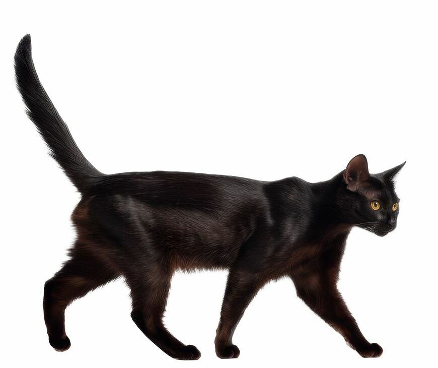 「ましかく」になった黒猫　あまりにも美しく完璧な「香箱座り」に笑ってしまう