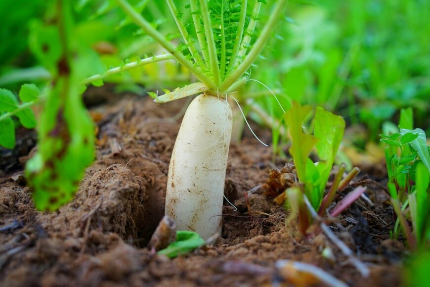 thala bhula/shutterstock.com