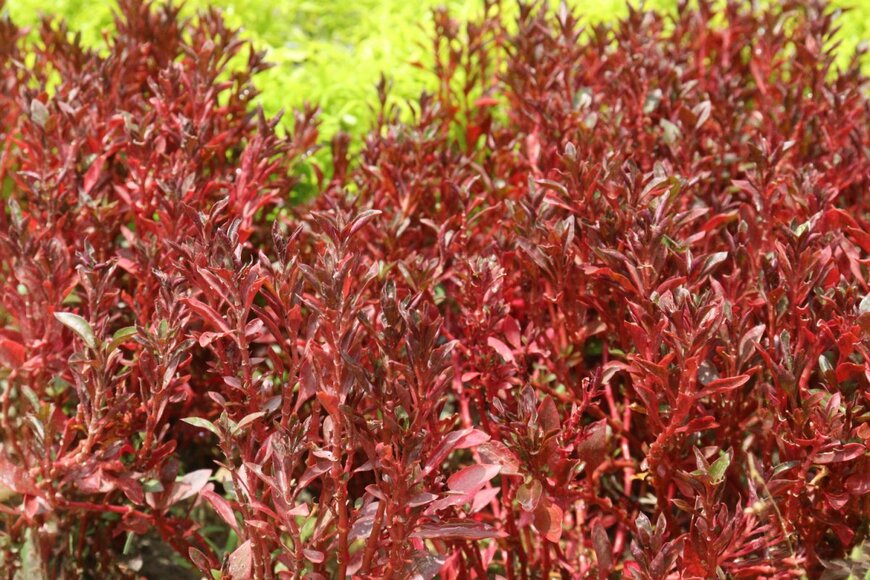 CMYK MAKER/shutterstock.com