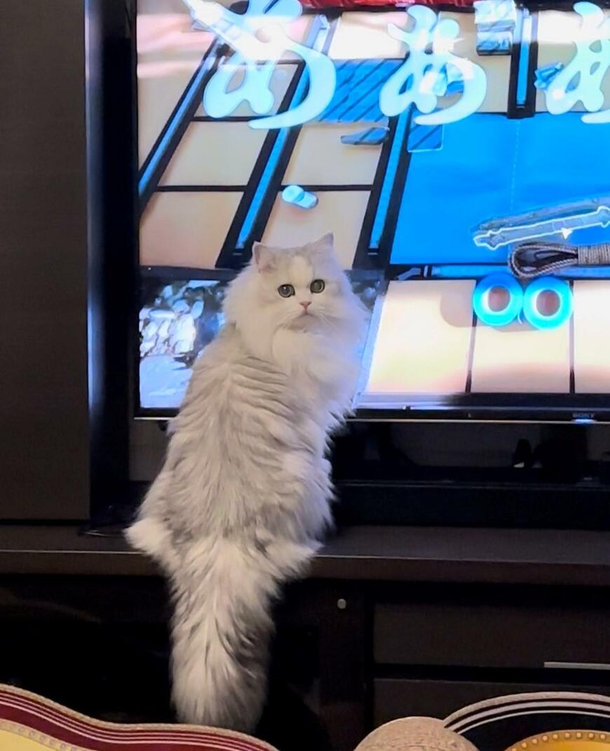 出所：@NEKOLAND13