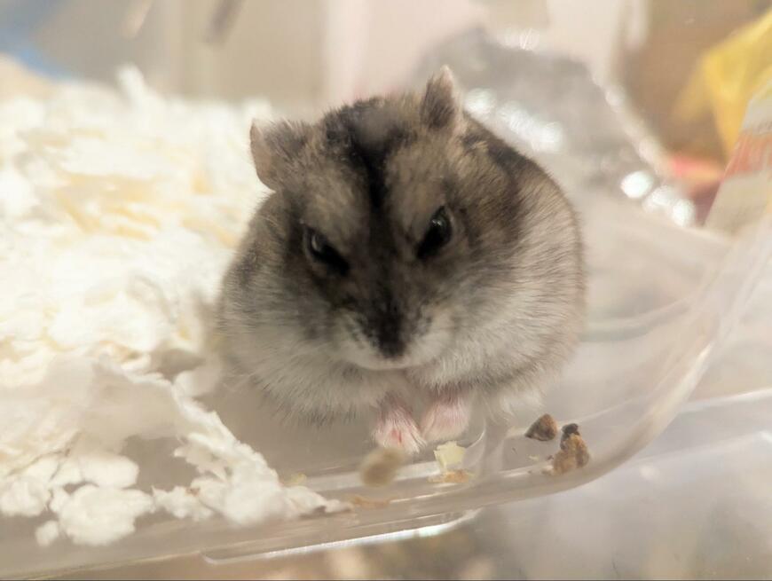 出所：@Hamusekilei