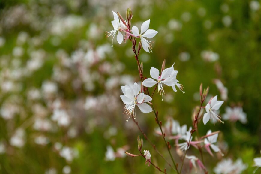 F.F.YSTW/shutterstock.com