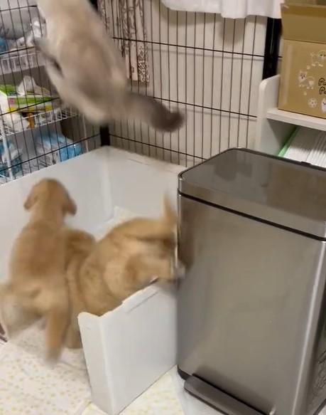 出所：@pu_channeldesu