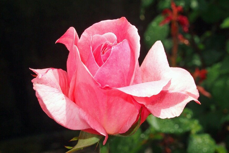 akimari/istockphoto.com