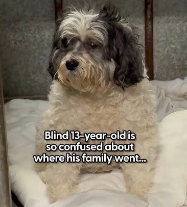 13年来の家族がいなくなり混乱する目の不自由な犬…懸命に適応し、明るく生きる姿に目頭が熱くなる