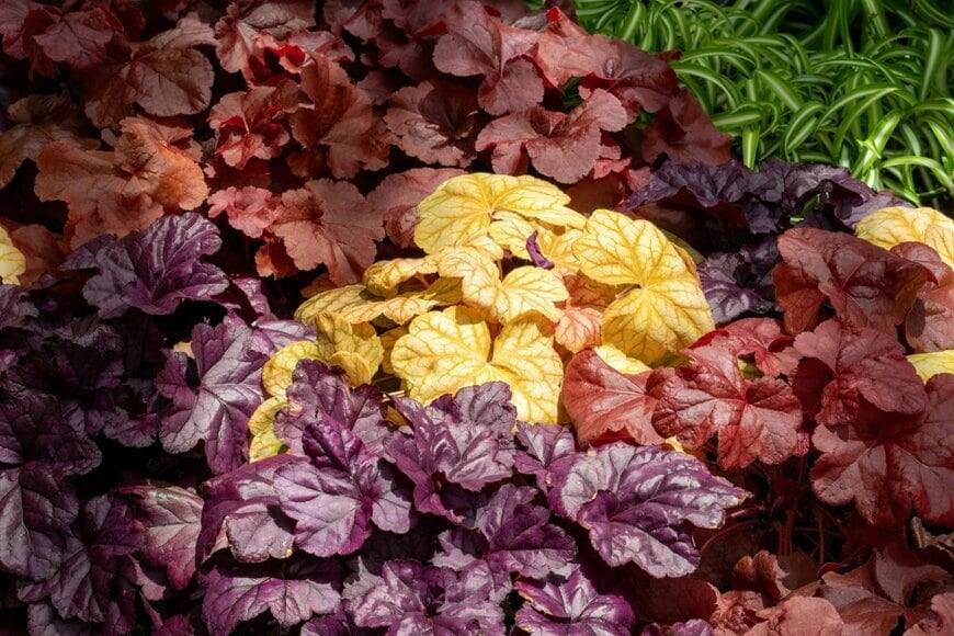 Galumphing Galah/shutterstock.com