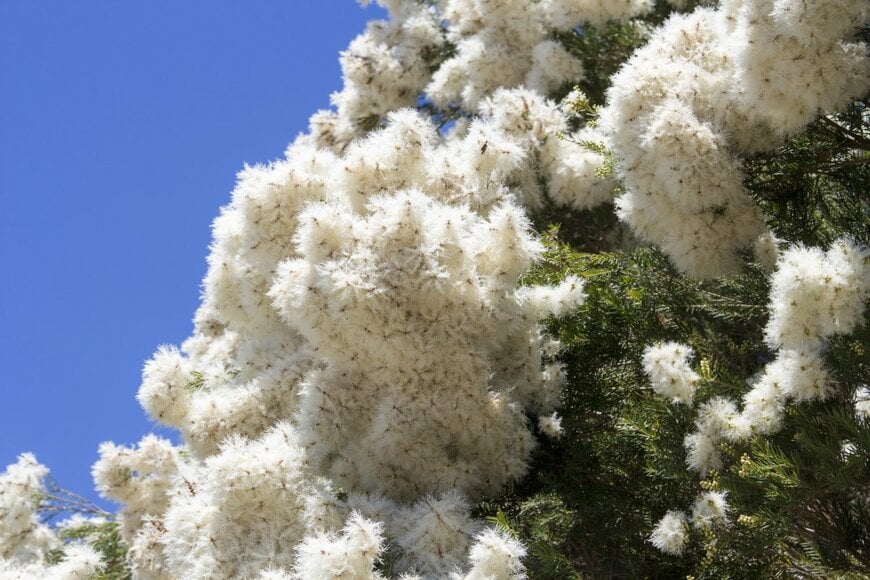 alybaba/shutterstock.com