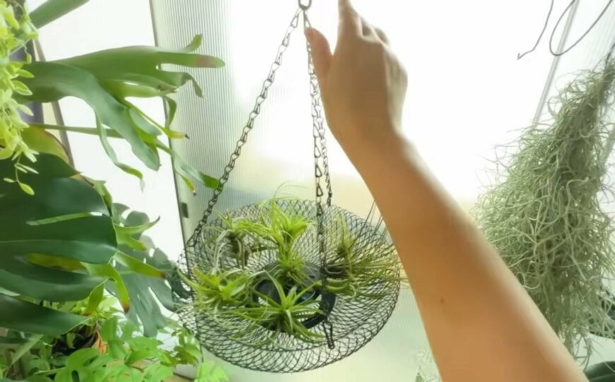 【ダイソーエアープランツ】枯らさない育て方＆おしゃれな飾り方！初心者におすすめの品種も紹介