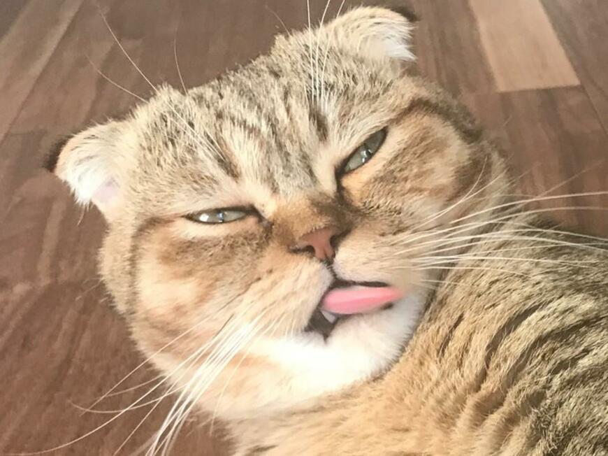 出所：@ponpokopontanu