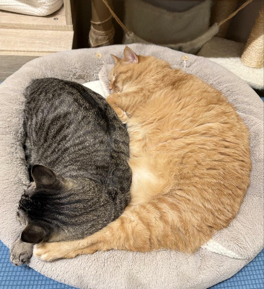 出所：@kagisuzu0531