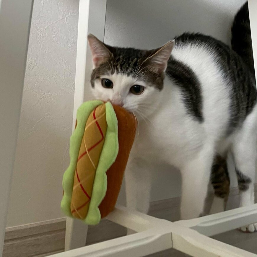 出所：@Saeroyi_cat