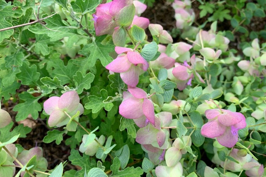 オレガノ　　Nokzd/shutterstock.com