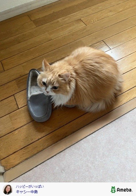 出所：キャシー中島の 公式ブログ　 参照日：2026年3月10日