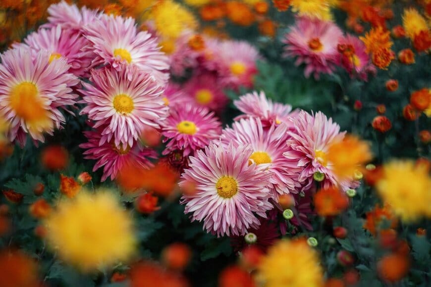                                                           Dmitrenko Ekaterina/shutterstock.com