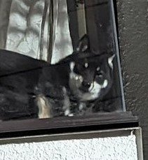 出所：@BLshiba_tensuke