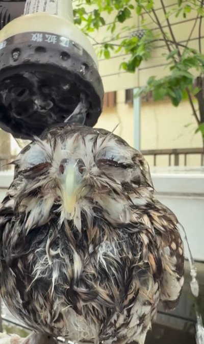 出所：@hiji.mozu_owl