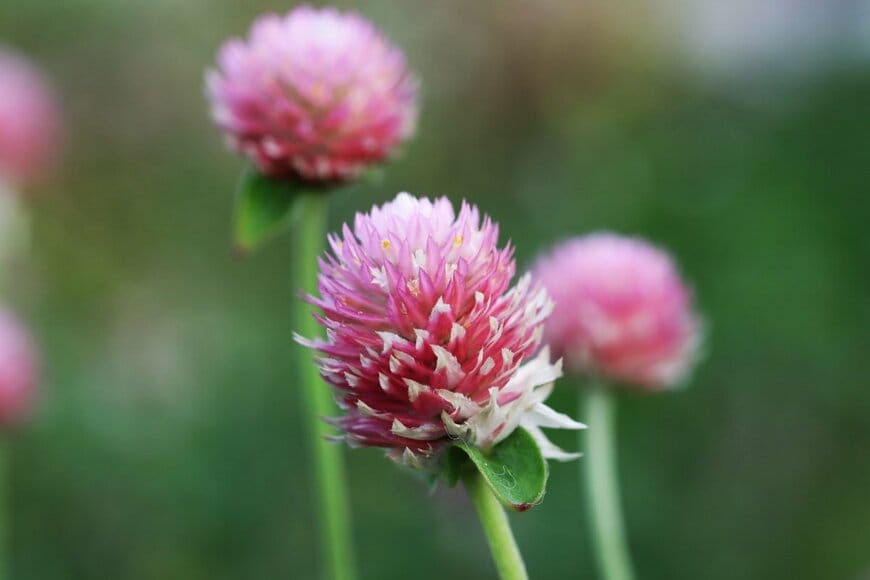 Pavaphon Supanantananont/shutterstock.com