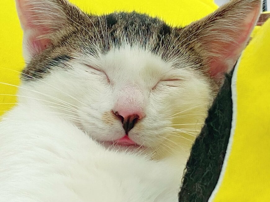 出所：@Saeroyi_cat