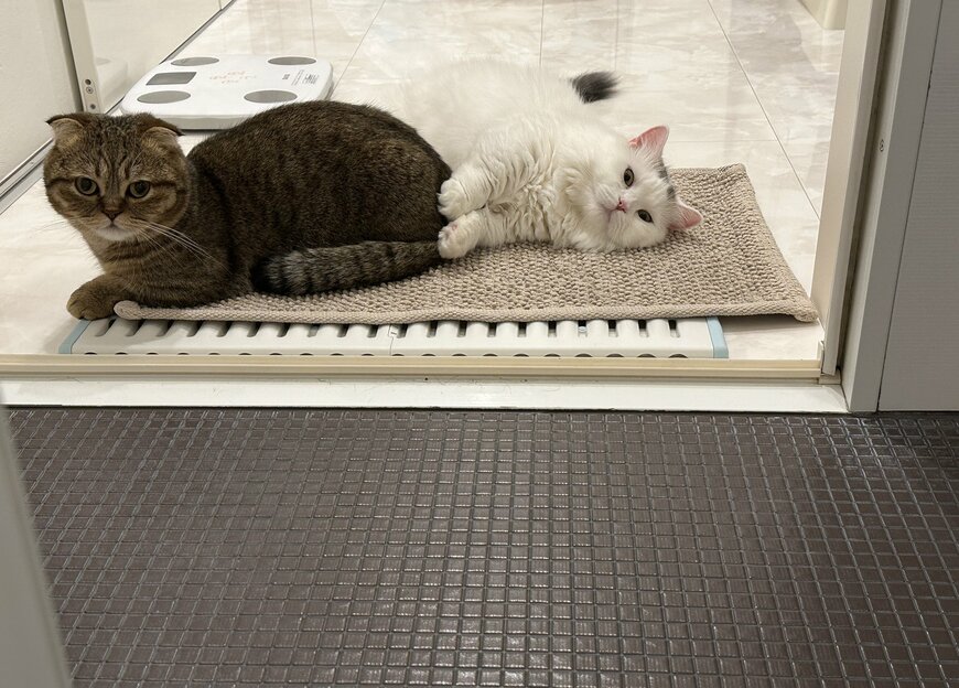 出所：@ponpokopontanu