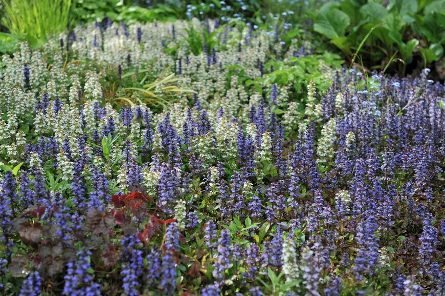 【ガーデニング】庭をオシャレに演出するグランドカバープランツ7選！花が咲く品種なら見た目もカワイイ