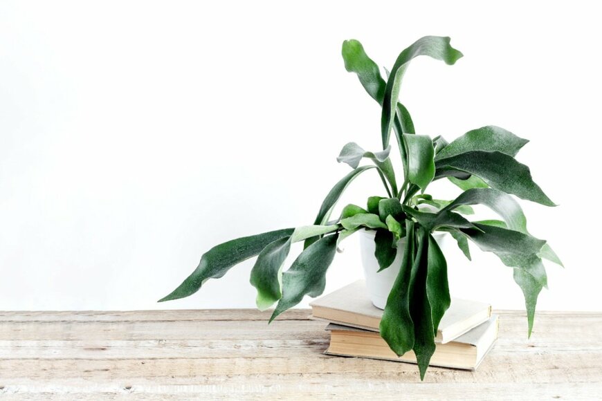 【ガーデニング】ユニークな観葉植物《厳選8種》ひと鉢置くだけでお部屋が爽やか！