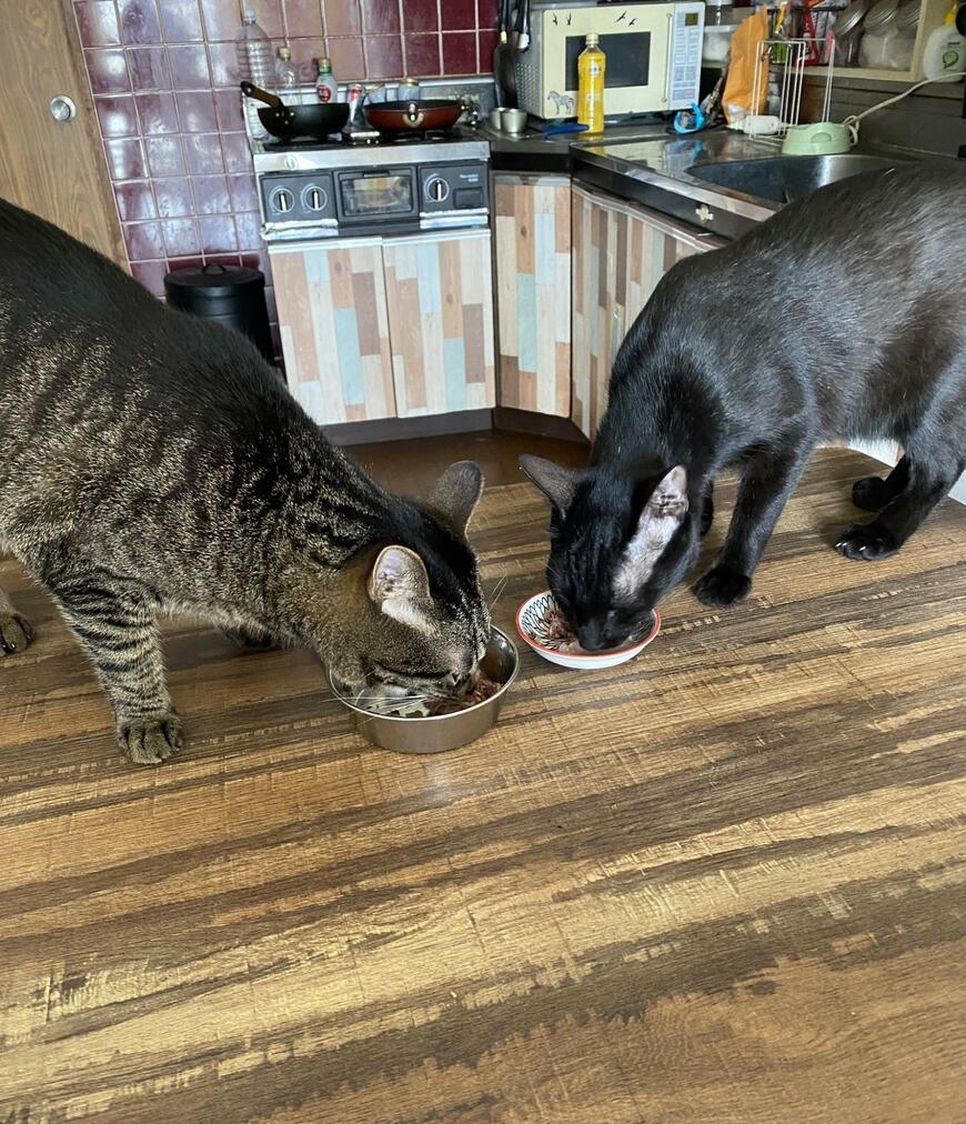 缶詰めを食べる猫