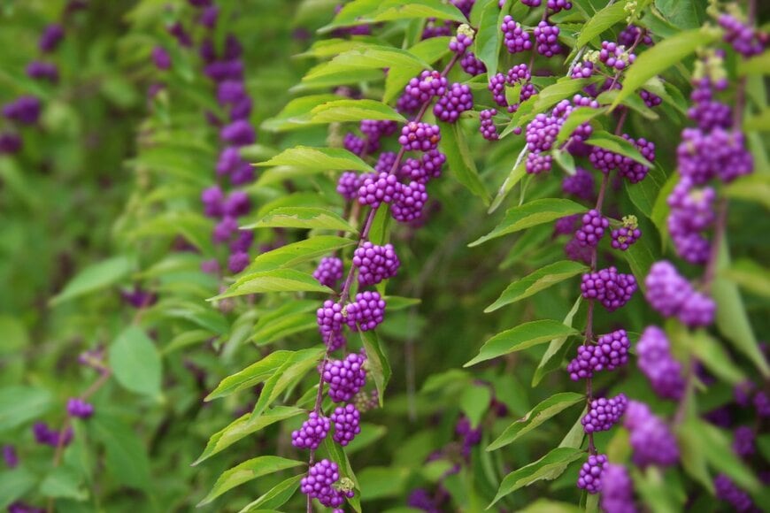 紫色の実を付けている、コムラサキ